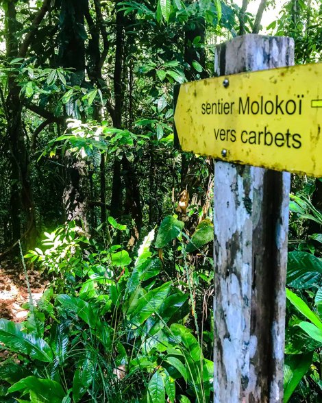 Randonnée sur le sentier du Molokoï en Guyane